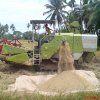 Harvesting Paddy Srilanka Using Large scale Combined harvester Picture