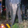 * Sri Lankan magistrate surrenders illegally kept wild elephant