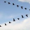 The flock of birds - the definite agile team