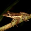 Long-snouted tree frog (Taruga longinasus)