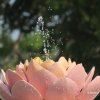 Sprinkling lotus