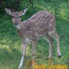 Spotted Deer - තිත් මුවා
