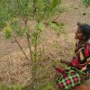 Srilankan farm wife pruning her pomegranate tree