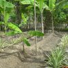 Pineapple cultivation in sri lanka photos