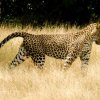 ශ්‍රී ලංකා කොටියා  |  Sri Lankan leopard