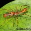 The  Weaver Ant-Mimicking Jumping Spider Up Close and Personal