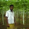 Srilankan Young Farmer on his Loofah Field