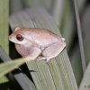 Asanka's shrub frog (Pseudophilautus asankai)