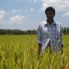 Quality seed paddy farmer picture in Srilanka