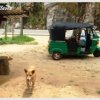 My ode to stray dogs in Sri Lanka