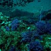Top 10 Memorable Ocean Experiences of 2011: No. 04 – A Blue Day at Degalmeda