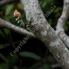 Sighting of rare lizard species in Riverston in the Matale District