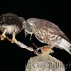 Brown Hawk Owls Sharing a McSunbird Meal