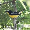 Rare Bird Alert: Yellow-rumped Flycatcher at Tanamalwila