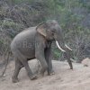Tuskers I have encountered over the years