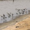Do migrating birds spread Bird Flu?