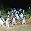 An Encounter with the Little Penguins at the Phillip Islands Nature Parks