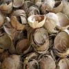 Coconut shell - 2