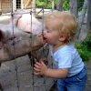 In Pigs we Trust,.. and Love....