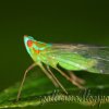 Announcing a Name Change of a Planthopper