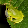 Dull-green shrub frog (Pseudophilautus viridis)