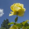 [Photoblog] International Rose Test Garden