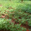 Green Soyabean Cultivation Picture in Srilanka