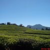 Green Tea State With Blue Sky Background in Nuwaraeliya Srilanka