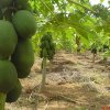 Drip Irrigation Hybrid Papaya Cultivation In Srilanka