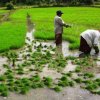 The Never ending debate about self sufficiency in Rice and what it means