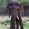 Tribute to Walagamba- The king of all elephants