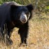 The Gost of the Forest- The Sloth Bear