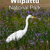 Birds of Wilpattu National Park