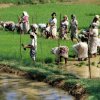 Better Targeting of Transfers: The Fertilizer Subsidy
