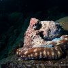 Photo of the Week (07/27/2012): A Blissful Octopus