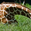 Giraffe – Dehiwala Zoo