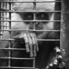 Caged Monkey Portrait – Dehiwala Zoo