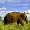 Golden Elephant – Udawalawe