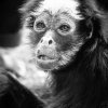 Monkey Portrait – Dehiwala Zoo