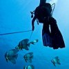 Photo of the Week (08/22/2012): Taking the batfish for a walk