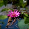 Water Lily – Attidiya