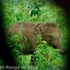 Baby Elephant – Udawalawe National Park