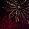 Photo of the Week (05/25/2012): Crinoid on Coral, Channel 62 at Havelock Island, Andamans