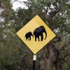 Elphants Crossing
