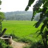 Long Weekend in the Southern Tea Hills of Sri Lanka - 6 Day Itinerary