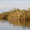 Everglades Re-visited 3 ……Anhinga Nature Trail on Boardwalks