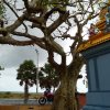 tree and roadside shrine; on the way to point pedro