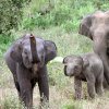 Elephants in Habarana’s Eco-Park