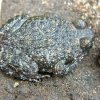 Nature tourism a threat to Marble Rock frog..?
