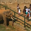 Pilgrims play dangerous game in tempting Sithulpawwa Tusker